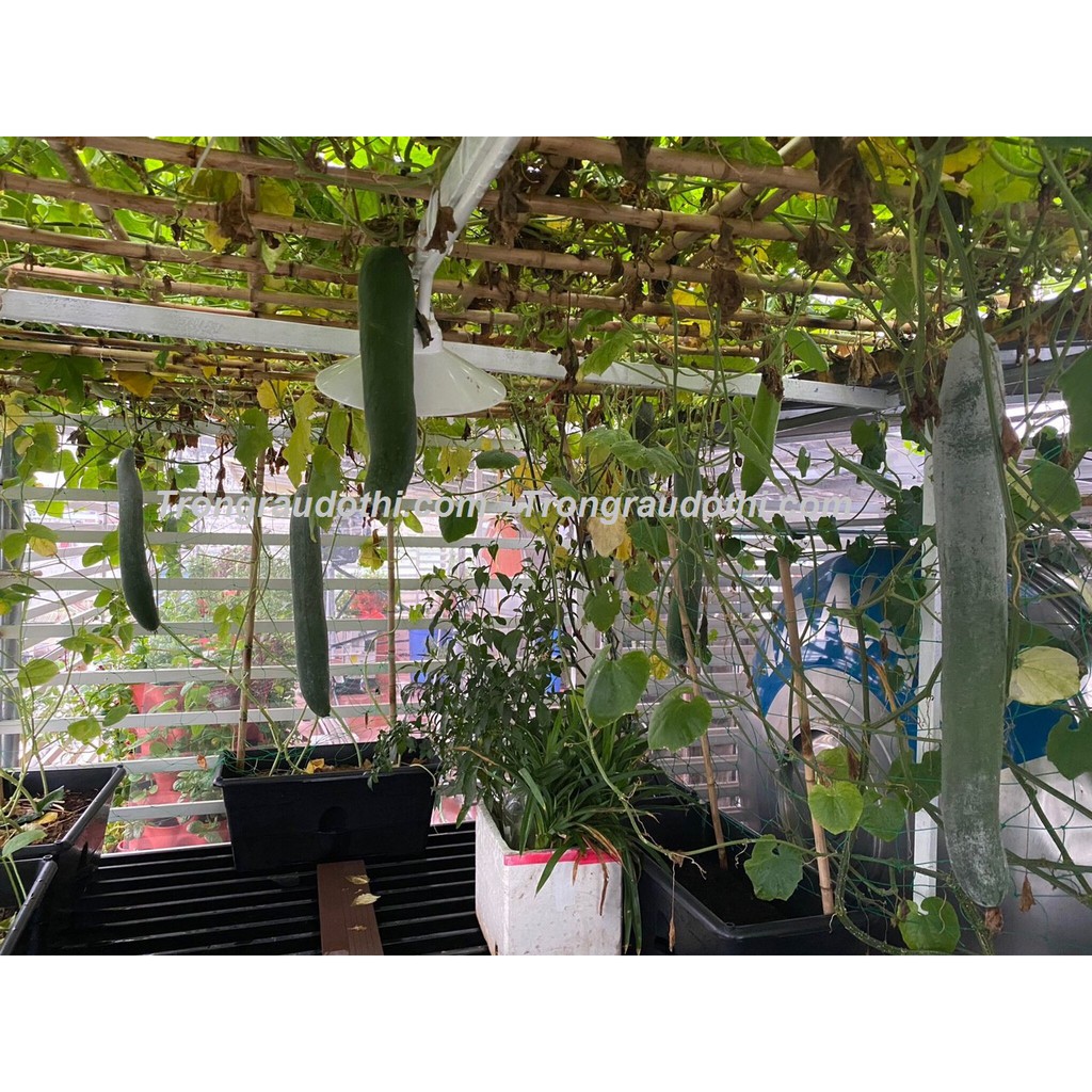 Combo 5 Khay Trồng Rau Bán Thủy Canh Dosa - Cung Cấp Bởi Trồng Rau Đô Thị