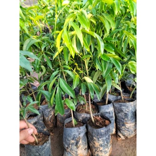 Cây mắc mật ăn lá ( cây siêu khoẻ tốt )