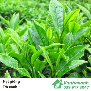 Hạt Giống Trà Xanh/ Chè - Tea Tree