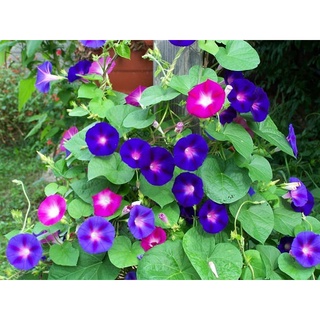 Hạt giống hoa Bìm Bìm TN