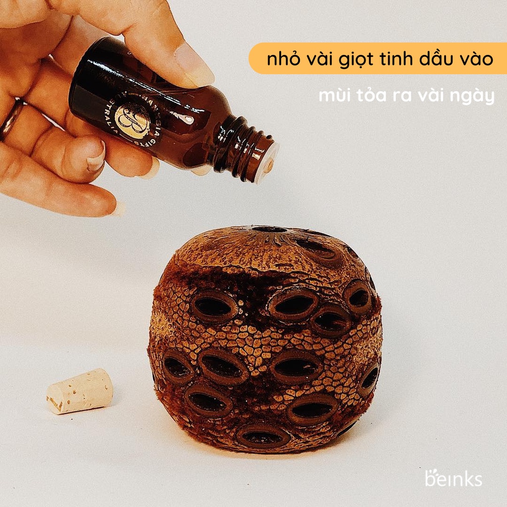 Trái khuếch tán tinh dầu Banksia
