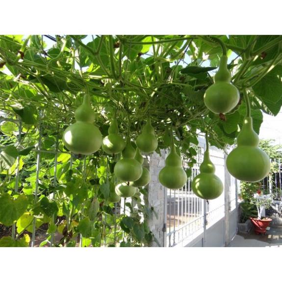 Hạt Giống Bầu Hồ Lô Quả TO F1  - Dễ Trồng, Năng Suất Cao