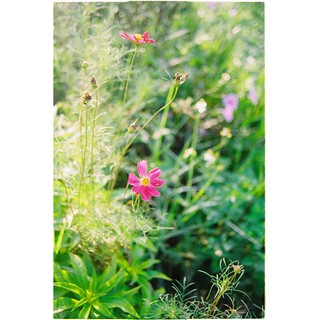 Kodak Proimage 100 date 06/2020