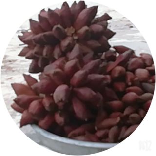 Trái Mây Thái