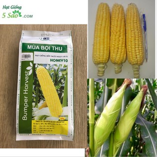 Bắp Ngô Honey 10 ( 500 gr ) - Bắp Mỹ Honey 10