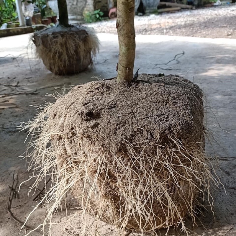 Cây chè xanh Thái Nguyên hàng đã dâm ủ bao sống.