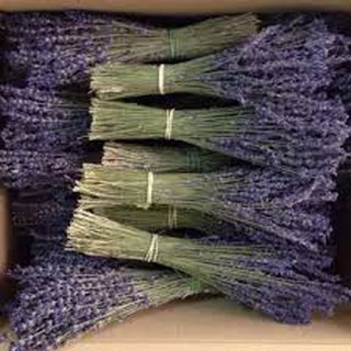 Hoa lavender nhập khẩu pháp