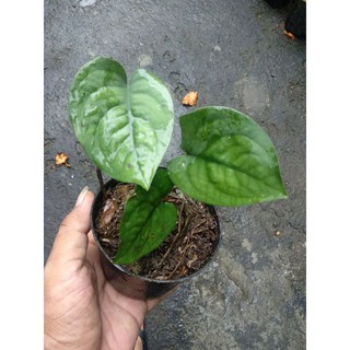 Giày Bata Scindapsus Lucens Thời Trang Năng Động