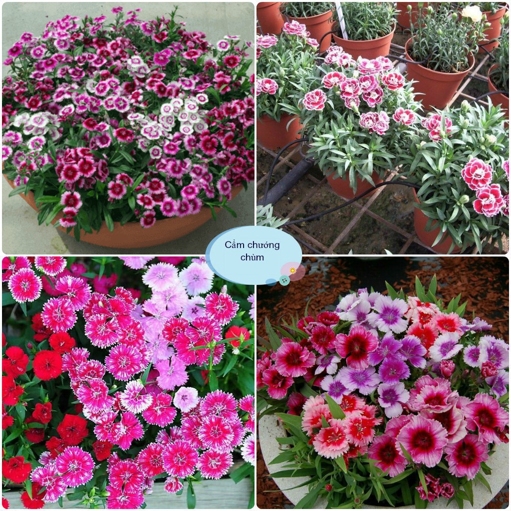 Hạt Giống Hoa Cẩm Chướng Chùm Mix Đủ Màu