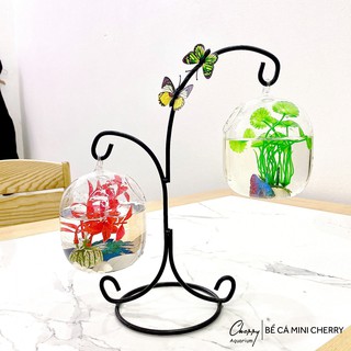 Bể Cá Mini Chữ X - 05 ( Tặng Kèm Phụ Kiện Trang Trí )