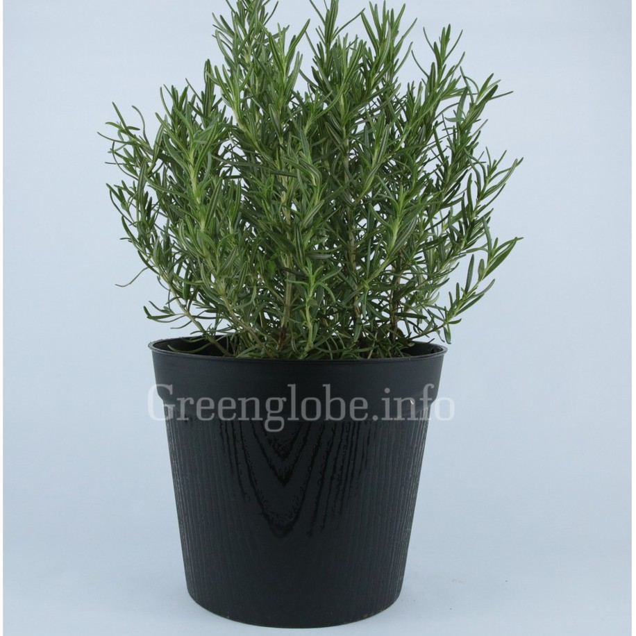 Cây Hương Thảo| Chậu Cây Hương Thảo( Rosemary )| chậu mủ vân gỗ như hình| Green Globe