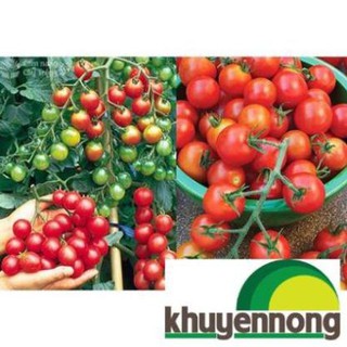 30 hạt giống cà chua chuỗi ngọc