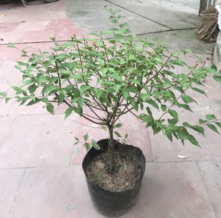 Cây nhất chi mai(mai trắng)