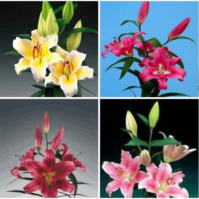 Hạt giống hoa Ly, Hoa Lily nhiều màu dễ trồng