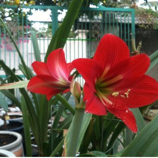 Bộ 2 củ hoa huệ tây (1  củ hoa đỏ nhung + 1 củ hoa hồng đào )