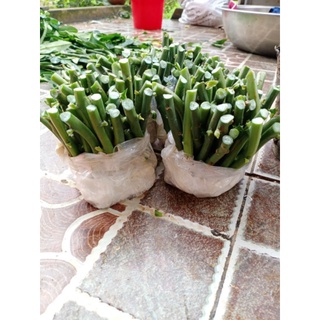 20 Khúc Thạch Anh Giống