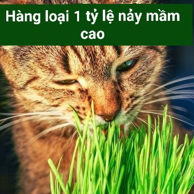 [Mã PET50K giảm Giảm 10% - Tối đa 50K đơn từ 250K] Hạt Giống Cỏ Mèo Wheatgrass - Cỏ Lúa Mì Đỏ (Gói 100g)