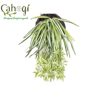 Cây Giả - Cây Lan Chi Rủ