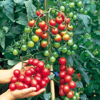 Hạt Giống Cà Chua Chuỗi Ngọc
