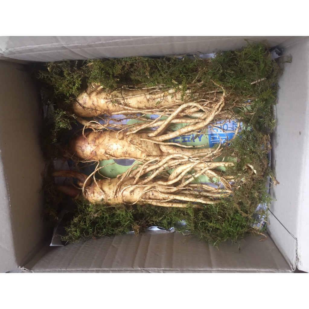 Nhân sâm tươi Hàn Quốc loại 3 củ = 0,5kg, PP Sâm Yến Thái An | BigBuy360 - bigbuy360.vn