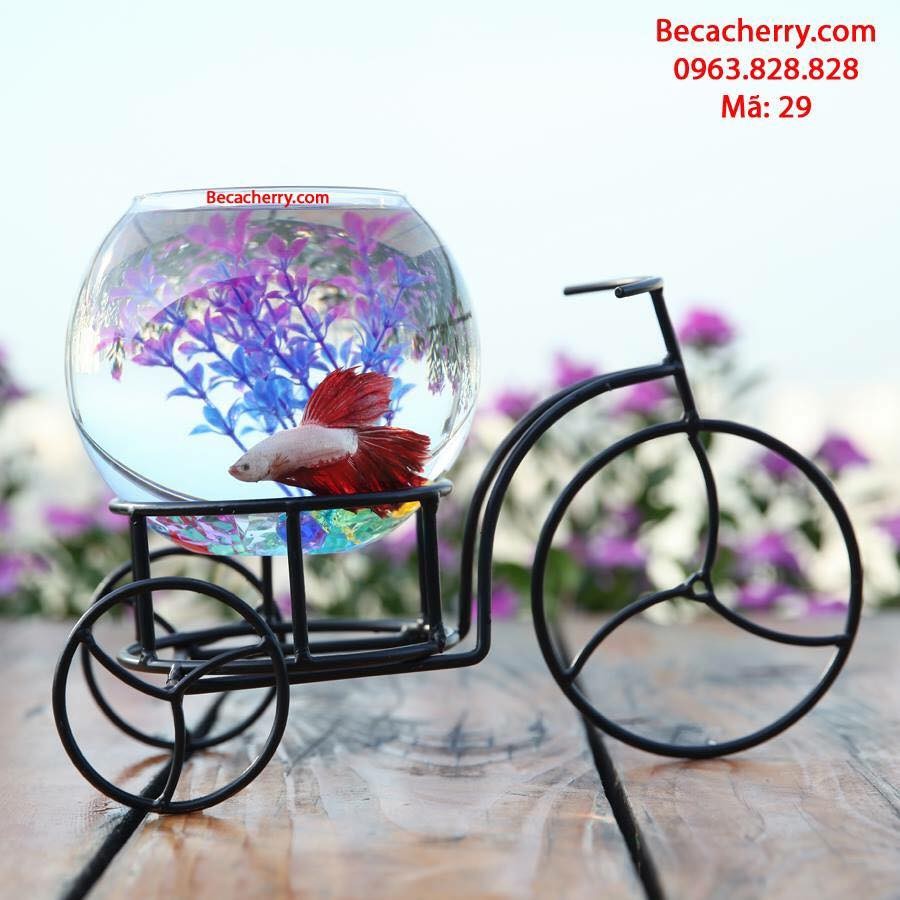 BỂ CÁ MINI CHERRY