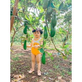 Bộ cotton chip ba lỗ hình thú