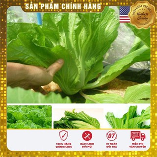 Gói 15gr hạt giống rau cải bẹ cải rau dưa USA