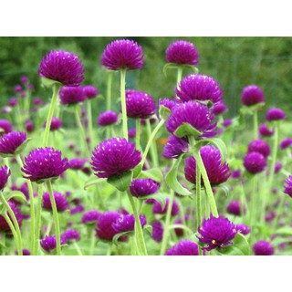 Hạt giống cúc bách nhật tím GÓI 20 HẠT