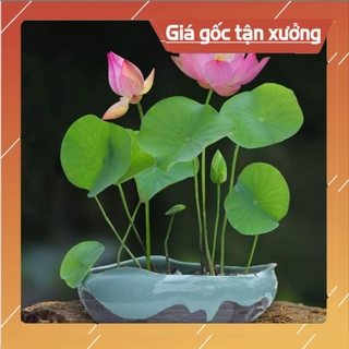 [ Hạt Giống Xịn ]  (Đã cắt đầu) Sen Mini Nhật màu ngẫu nhiên