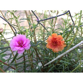 Chậu hoa 10 giờ mix nhiều màu