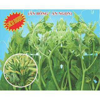 BÍ ĂN NGỌN - 10 gram/ gói