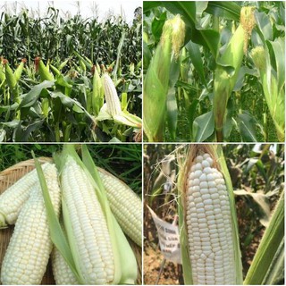 Bộ 3 gói Hạt giống ngô nếp F1 siêu dẻo siêu ngọt