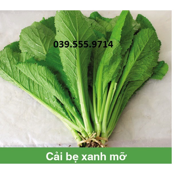 Hạt Giống Cải Bẹ Xanh Mỡ - 100gam