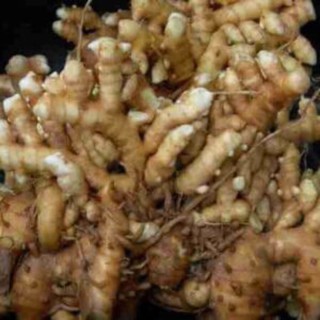 gừng gió tươi 1 ký