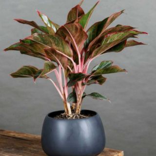 Cây phú quý 3 thân- cây phong thủy (bầu đất)