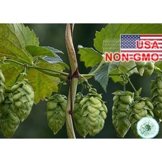 5 Hạt giống hoa Bia Hops