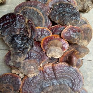 5kg nấm linh chi rừng