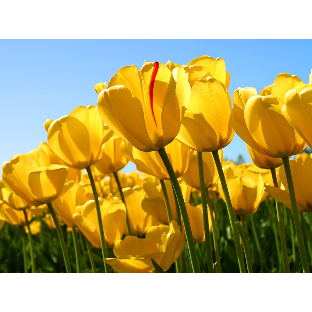 1 váy c my nguyễn