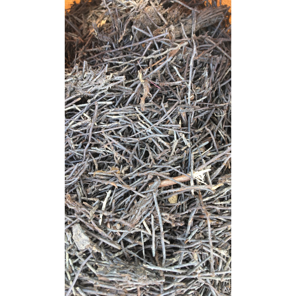 Dớn cọng trồng lan túi 500gr