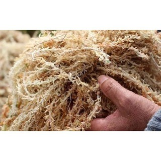 [HOT] Dớn trắng Chile (dớn mềm) chất trồng hoa lan 100gr