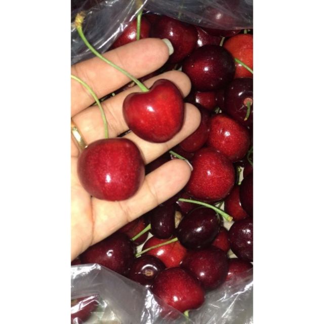 Hạt giống Quả Anh Đào (Cherry) 5 Hạt/ Gói