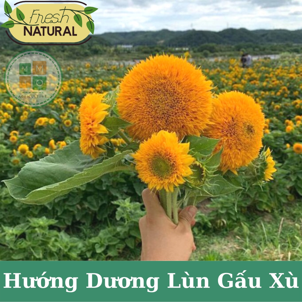 Hạt giống hoa hướng dương lùn gấu xù cánh kép siêu nhiều bông