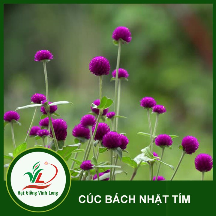 Hạt giống hoa Cúc Bách nhật - 0,1g