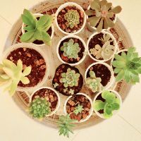 Đất trồng sen đá 500g