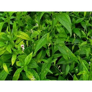 XUYÊN TÂM LIÊN ( Mới )