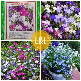 50 Hạt giống hoa Cúc Lobelia Nhiều màu trồng ban công, vườn hoa