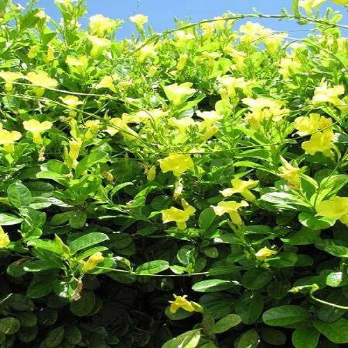 Cây hoa huỳnh anh vàng leo giàn đang ra hoa