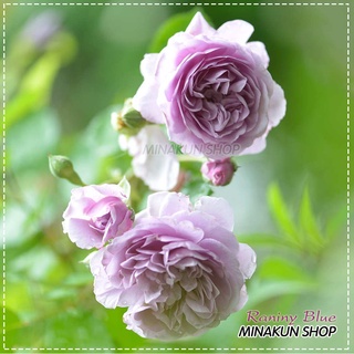 Hoa hồng ngoại Rainy Blue tím mộng mơ siêu đẹp - MinaKun Shop