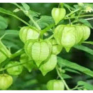Hạt Giống Cây Tầm Bóp - 0.2gram/gói (Kèm kích thích hạt nảy mầm)
