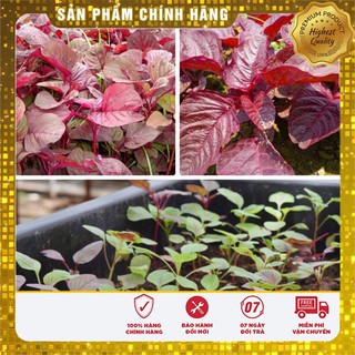 Hạt giống rau dền đỏ cao sản dễ trồng